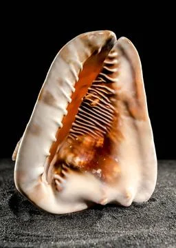 King Helmet seashell on a dark background Caribbean King Helmet sea snail ... Stock Photos
