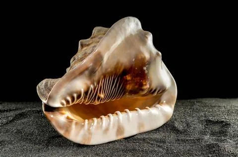 King Helmet seashell on a dark background Caribbean King Helmet sea snail ... Stock Photos