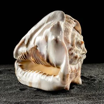 King Helmet seashell on a dark background Caribbean King Helmet sea snail ... Stock Photos