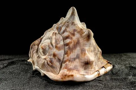 King Helmet seashell on a dark background Caribbean King Helmet sea snail ... Stock Photos