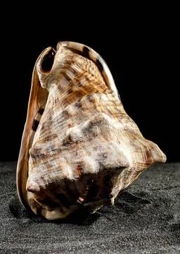 King Helmet seashell on a dark background Caribbean King Helmet sea snail ... Stock Photos
