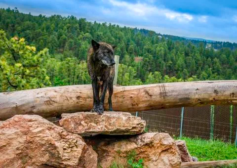 King Of The Hill Stock Photos