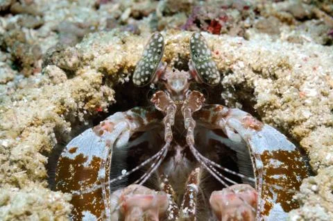 King of the hill Foto stock