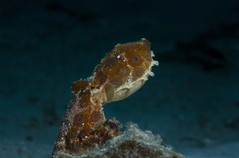 King of the hill Stock Photos