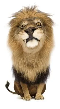 King of the jungle Stock Illustration