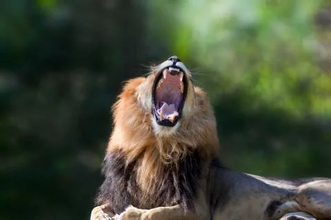 King of the jungle Stock Photos