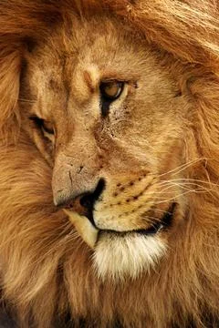 King of the jungle Stock Photos