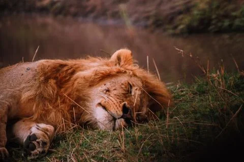 The King of the Jungle at rest Stock Photos