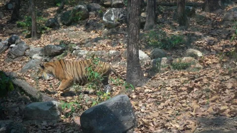 The King of the Jungle Roams the Forest Stock Footage 313566885