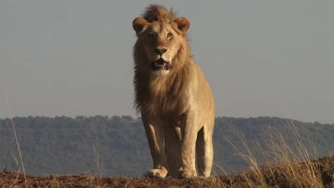 The king of the jungle watches his territory from a high point Stock Footage 80963435