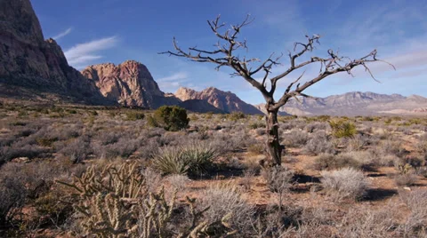 King juniper dead tree red rocks 4 Stock Footage 34459752