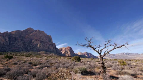 King juniper dead tree red rocks 3 Stock Footage 34460660
