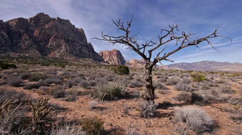 King juniper dead tree red rocks 6 Stock Footage 34461339