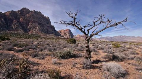 King juniper dead tree red rocks 2 Stock Footage 34461616