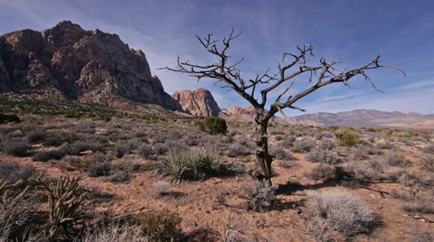 King juniper dead tree red rocks 1 Stock Footage 34461910