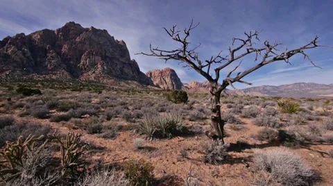 King juniper dead tree red rocks 5 Stock Footage 34461952