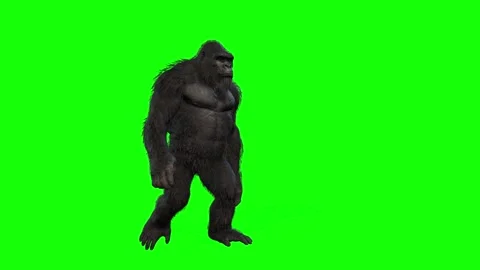 king kong greenscreen video | Stock Video | Pond5