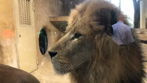 The King Lion Stock Footage 108599036