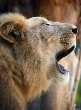 King - lion Stock Photos