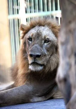 King - lion Stock Photos