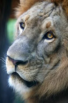 King - lion Stock Photos