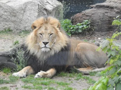 The King Lion Stock Photos