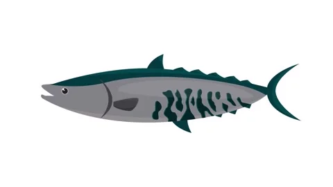 King Mackerel or Tuna Fish Vector Illustration Isolated on White Background Stock Footage 345931103