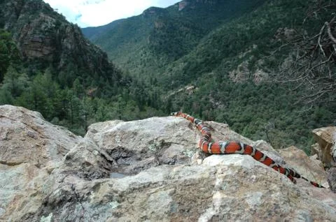 King Of The Mountain Stock Photos