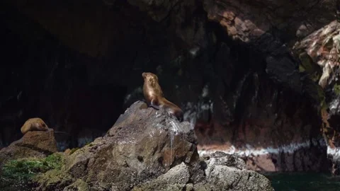 King of the mountain, single fur seal sits on top of rock at Paracas 스톡 동영상 130422651