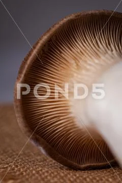 King oyster mushroom close up Stock Photos