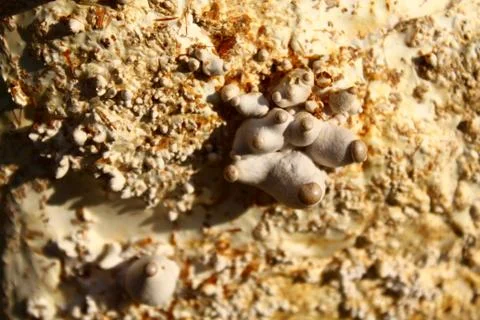 King oyster mushroom Stock Photos