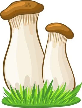 King oyster mushroom vector image without background Stock Illustration