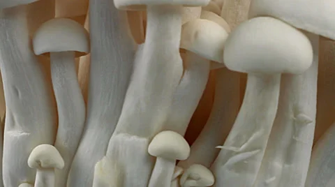 King Oyster Mushrooms Close Up Stock Footage