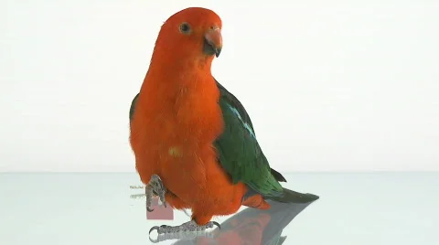 King parrot closeup Stock Footage 105939