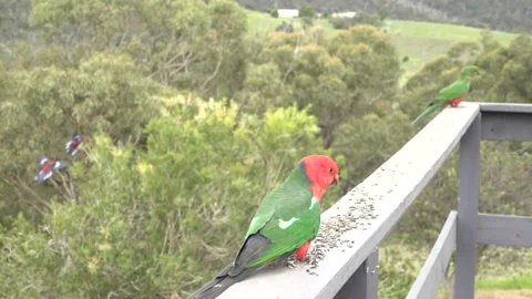 King Parrot dancing attracting a mate Stock Footage 131224026