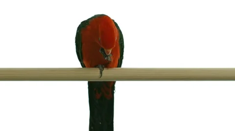 King parrot eating nut isolated on white Stock Footage 40446850