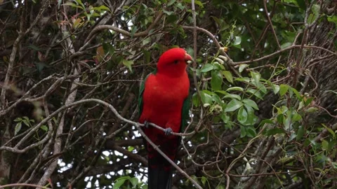 King Parrot feed on flowers in tree close up Stock Footage 286328155