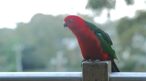 King parrot Stock Footage 43220610