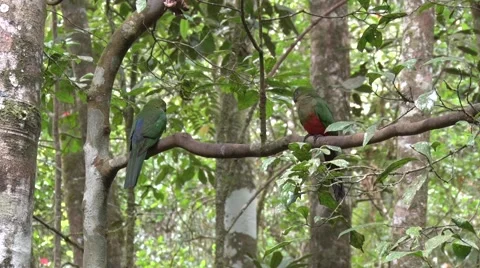 King Parrot males sits on branch in rainforest looking around Stock Footage 66244053