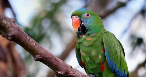 A King Parrot perched on a branch Stock Footage 280909990