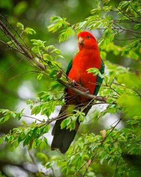 King parrot 写真素材