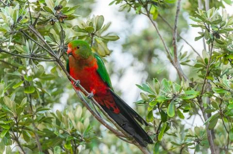 King-parrot Foto stock