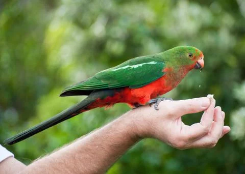 King-parrot Foto stock