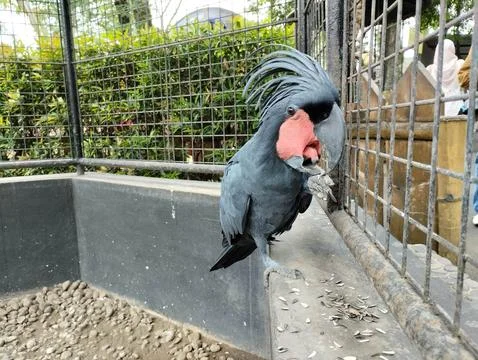 King parrot Foto stock