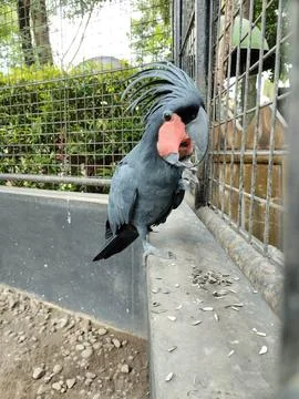 King parrot Foto stock