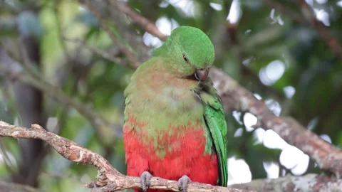 King parrot preening feathers close up Stock Footage 287909209