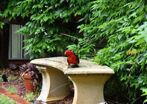 King Parrot in the Rain Fotos de archivo