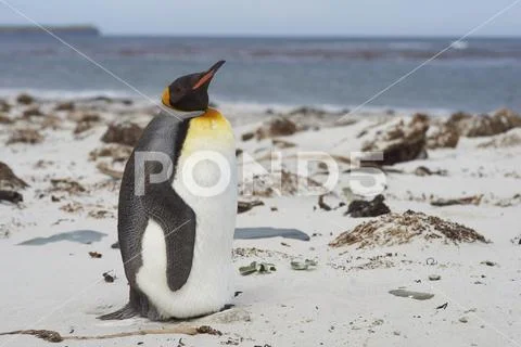 King Penguin (Aptenodytes patagonicus) Stock Photos