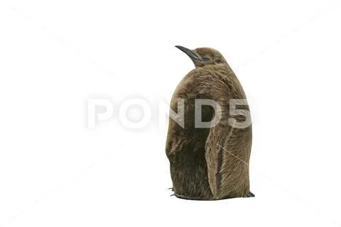 King penguin, Aptenodytes patagonicus Stock Photos