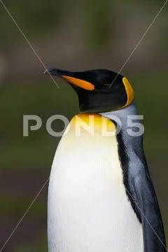 King Penguin, Aptenodytes patagonicus Stock Photos